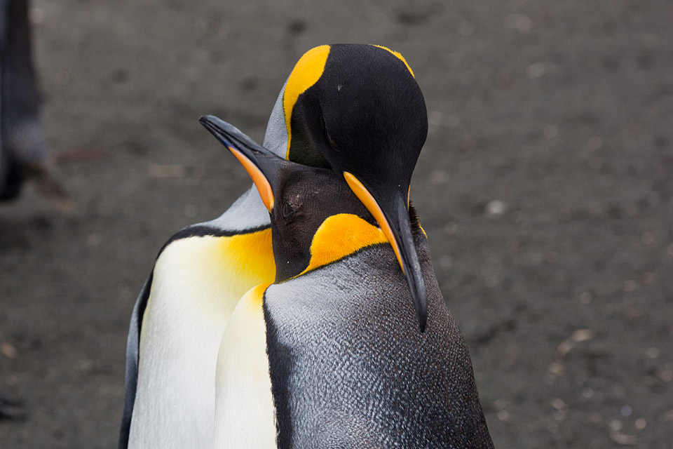 King Penguin (Aptenodytes patagonicus)